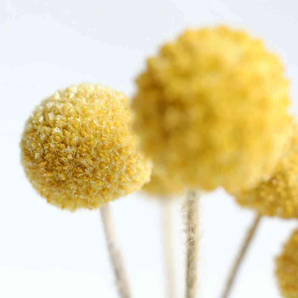 クラスペディアのすゝめ ～私の好きなドライフラワー(*´-`) その2