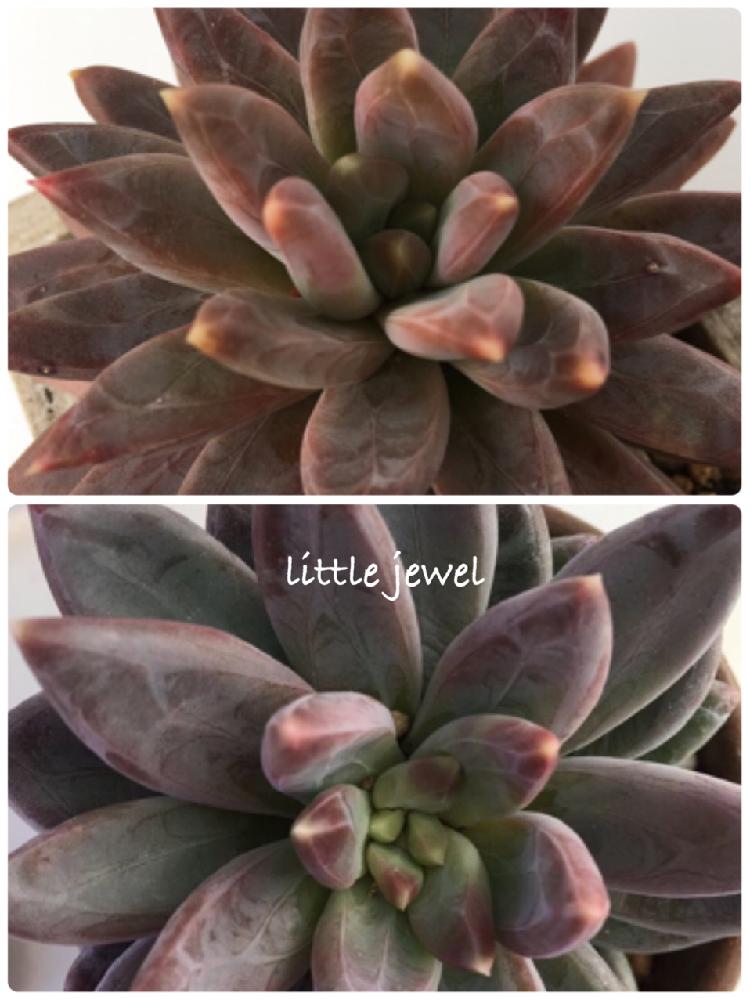 リトルジュエルの投稿画像 By Rinさん 多肉植物とマイ コレクションと渋いとカッコいいと癒しと植中毒とエケベリア属と多肉女子と可愛いと色がキレイと ウォーターマーク 18月1月29日 Greensnap グリーンスナップ