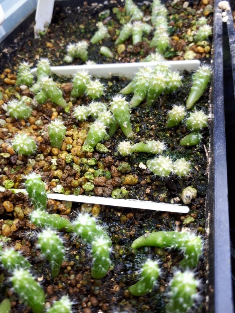 金鯱 実生の投稿画像 By タロウさん サボテン科と植物男子と植中毒とタニク男子とタニラーとエキノプシス属 金鯱 18月1月29日 Greensnap グリーンスナップ