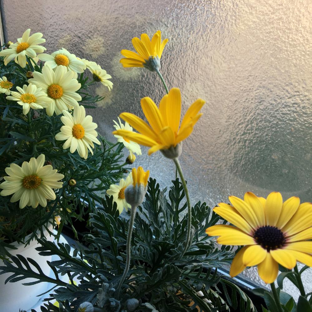 室内の投稿画像 By しまちゃんさん オステオスペルマム と植中毒と黄色の花と鉢植えと花のある暮らしと ユリオプスデージーとやっぱり花が好き とマーガレット 18月1月30日 Greensnap グリーンスナップ