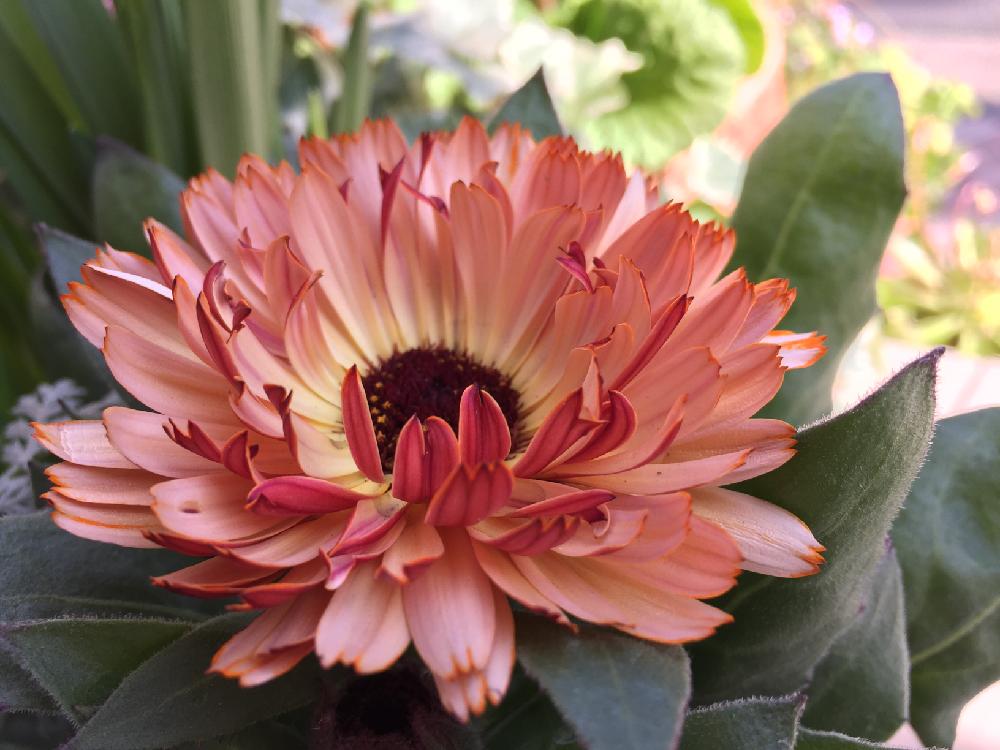 カレンデュラの投稿画像 By どんぐりさん カレンデュラ コーヒークリームと初心者ですとがんばれ がんばれ とサカタのタネと花のある暮らしとかわいいな 18月1月31日 Greensnap グリーンスナップ