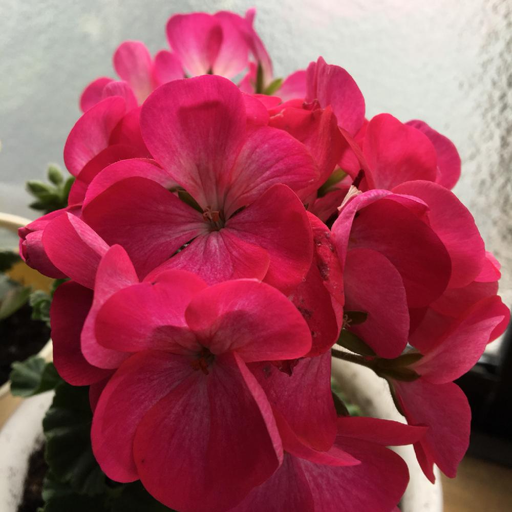 ピンクの花の投稿画像 By しまちゃんさん 室内と ゼラニウムと植中毒と鉢植えと花のある暮らし 18月2月1日 Greensnap グリーンスナップ