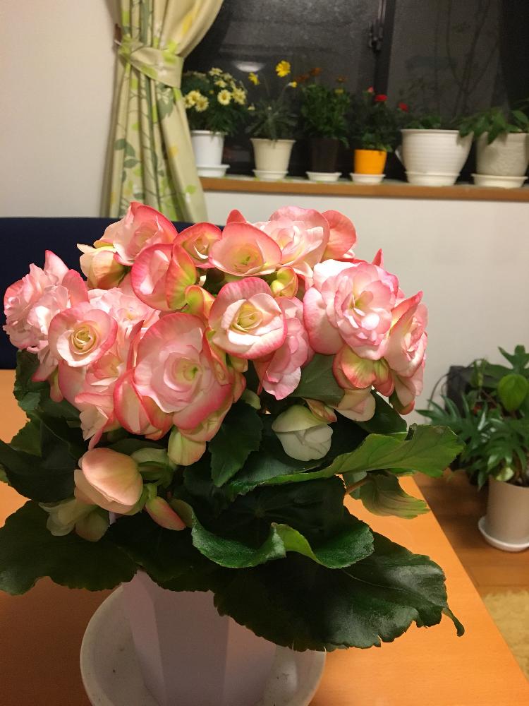 ピンクの花の投稿画像 By しまちゃんさん 室内とはっぱとダイニングと植中毒と鉢植えと花のある暮らしと花のあるダイニングとベゴニア とリーガースベコニア 18月2月1日 Greensnap グリーンスナップ