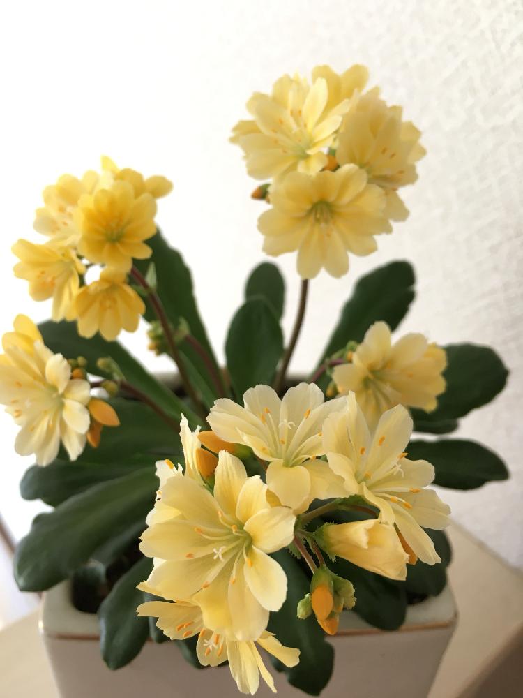 レウィシアの投稿画像 By ゆりうすさん 冬の花とgs映えと レウィシアと植中毒と成長記録と花のある暮らしと黄色いお花大好き協会 18月2月2日 Greensnap グリーンスナップ レウィシアの投稿画像 By ゆりうすさん 冬の花とgs映えと レウィシアと植中毒と成長記録と花のある暮らしと黄色いお花大好き協会 18月2月2日 Greensnap グリーンスナップ