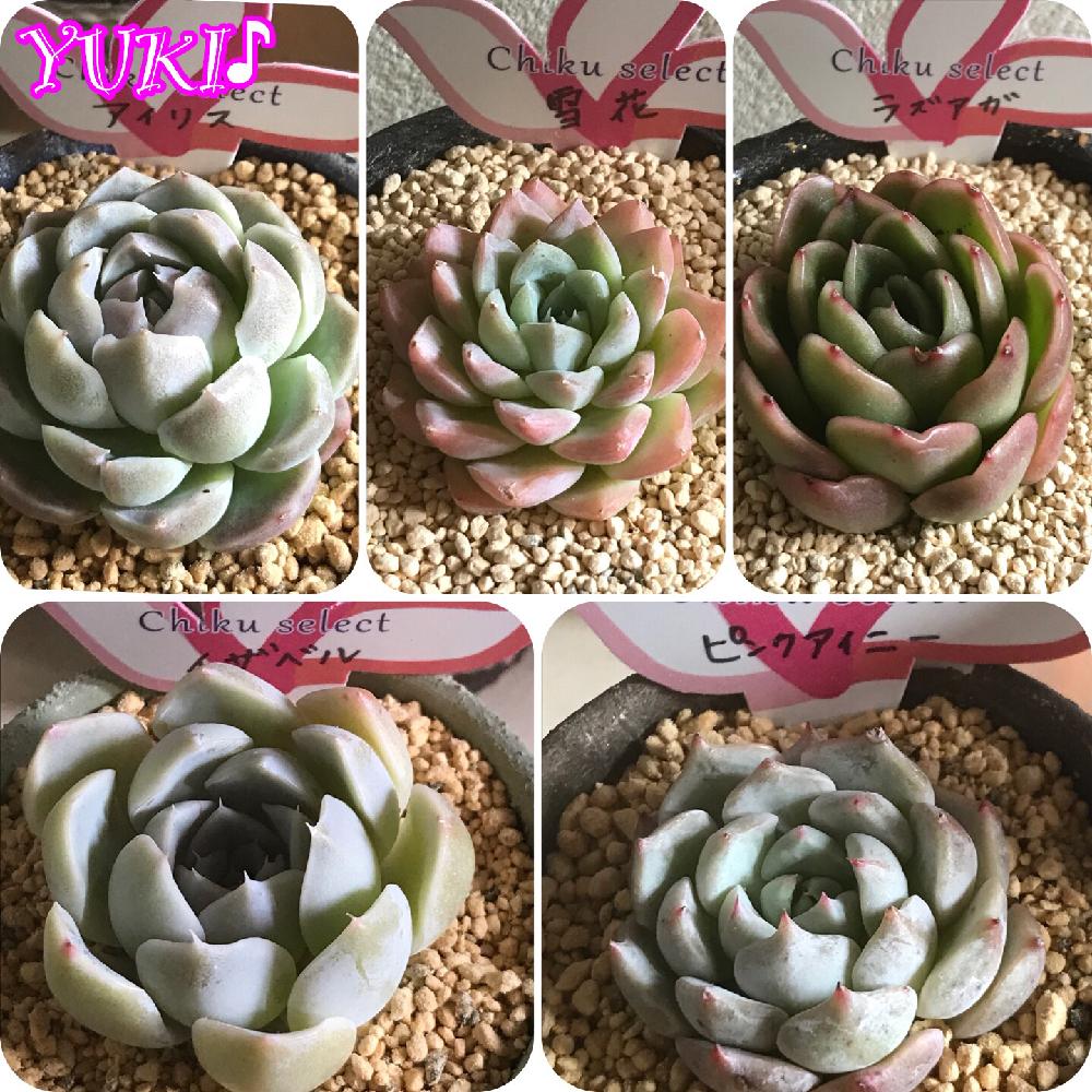 動物画像無料 Hd限定可愛い 多肉 植物 通販