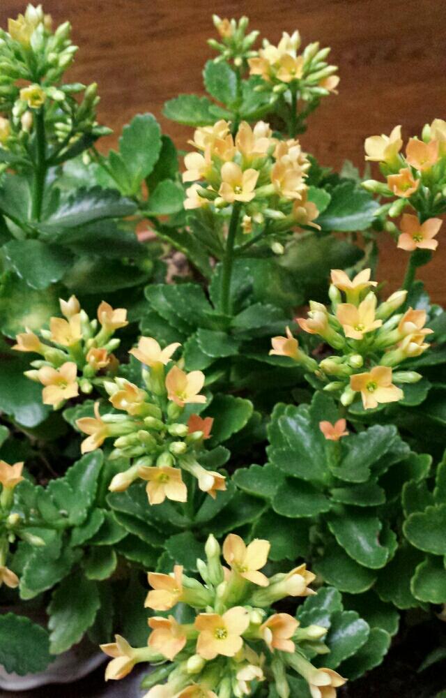 greensnap グリーンスナップ