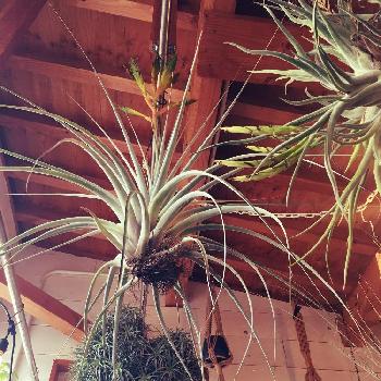 小林植物店の投稿画像一覧 Greensnap グリーンスナップ