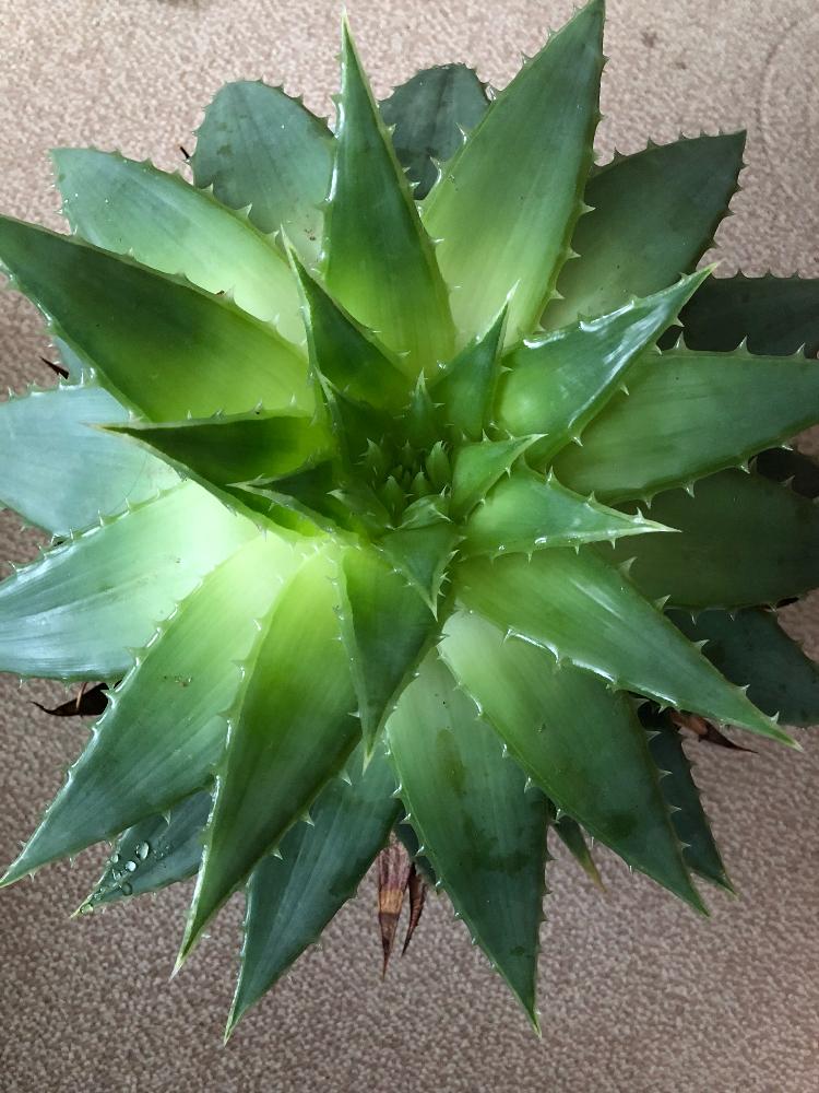多肉植物の投稿画像 By Tomoさん アロエ科と植中毒とタニラーと鉢植えとスパイラルアロエポリフィラ 18月2月2日 Greensnap グリーンスナップ 多肉植物の投稿画像 By Tomoさん アロエ科と植中毒とタニラーと鉢植えとスパイラルアロエポリフィラ 18月2月2日 Greensnap グリーンスナップ