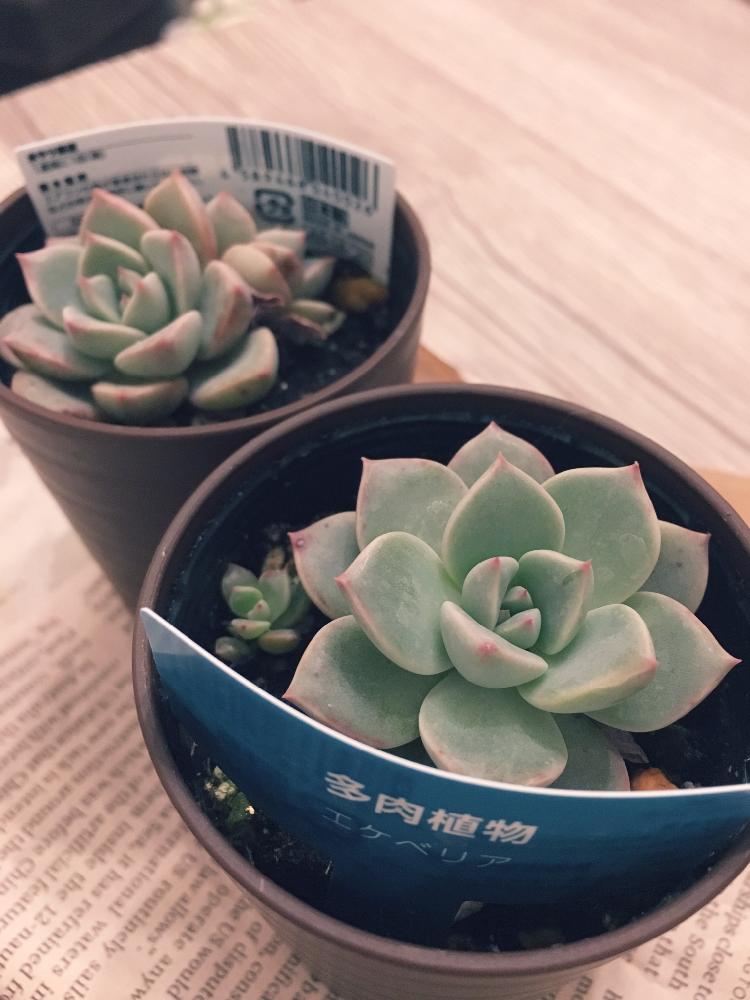白牡丹の投稿画像 By さしゃおくらさん 部屋と100均とダイソー多肉とダイソーと植中毒とエケベリア属と個人的多肉ブーム再来とdaisoと100均と ダイソー多肉とダイソーと植中毒とエケベリア属と個人的多肉ブーム再来とdaiso 18月2月2日 Greensnap グリーンスナップ