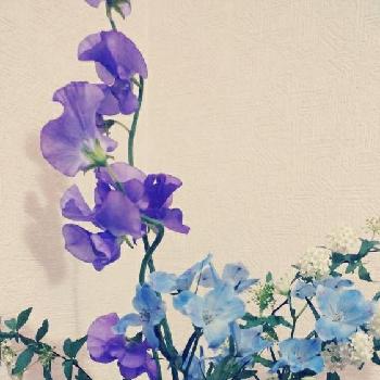 ブルーの花大好きですの画像 by yukmomoさん | 玄関と風邪に注意〜( ⸝⸝•ᴗ•⸝⸝ )੭⁾⁾と植物初心者とGSのみなさんに感謝♡と植中毒と元気もらえると花も好きと❤️いいね、ありがとうと『白色植物』コンテストと花のある暮らしとかわいらしいと長生きしてネ♪と寒さに負けないっ‼︎とブルーの花大好きですとかわいい❤