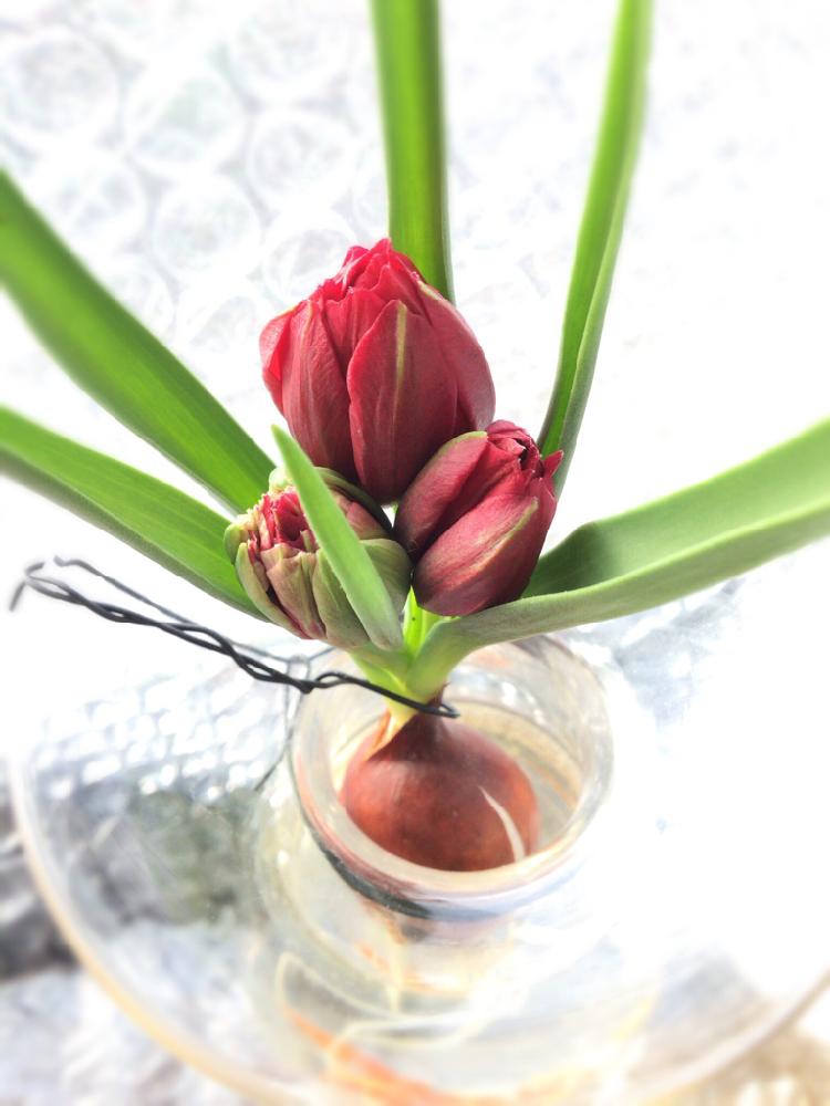 原種チューリップ テタテの投稿画像 By Cohさん 花のある暮らしとかわいいと小さいと早春の花 18月2月3日 Greensnap グリーンスナップ