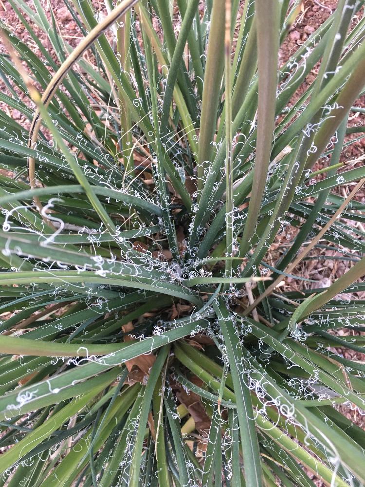 もじゃもじゃ植物 コンテストの投稿画像 By 赤砂漠さん 18月2月3日 Greensnap グリーンスナップ