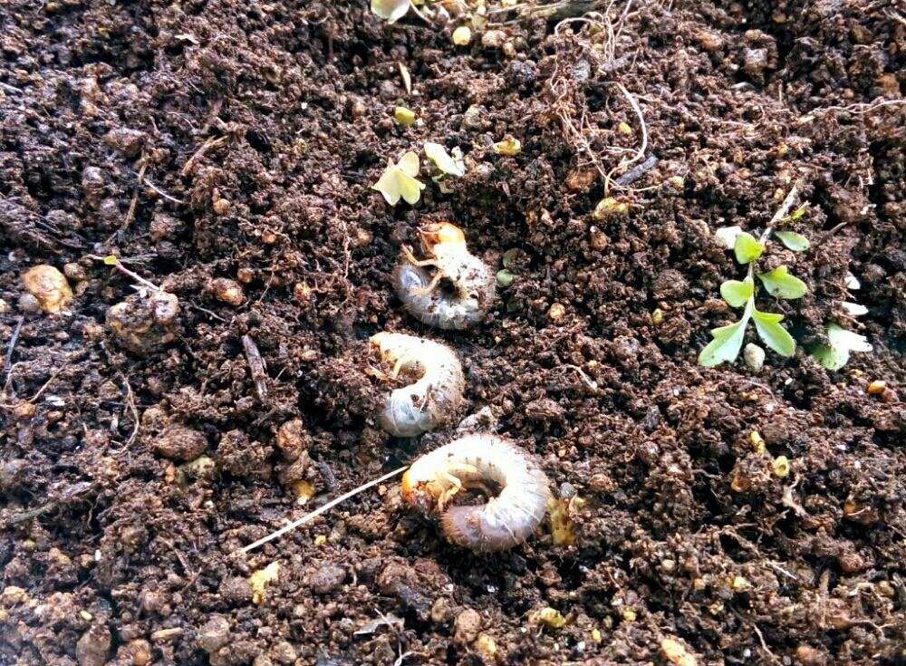 コガネムシの幼虫 根切り虫 の投稿画像 By Sabafuguさん 庭のルバーブ 18月2月3日 Greensnap グリーンスナップ