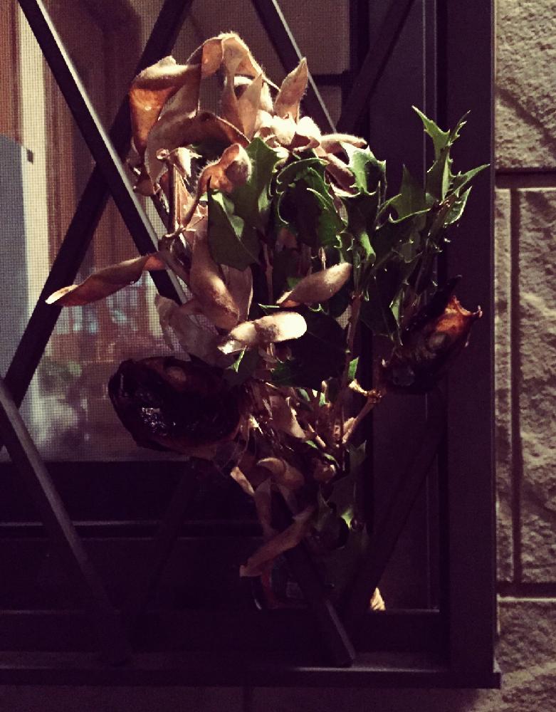 柊と豆殻の投稿画像 By Tirolchocoさん 節分と魔除けと縁起物と和風スワッグ 18月2月3日 Greensnap グリーンスナップ
