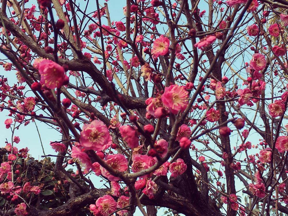 紅梅の投稿画像 By ゆう さん がんばれーとまだまだ とありがとう と樹木といい香り と寒い とiphoneseと赤い花ともうすぐ春と花のある暮らしとカワイイ と通りすがり 18月2月4日 Greensnap グリーンスナップ
