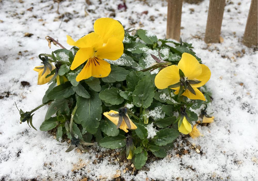 雪に負けないの投稿画像 By Chobiさん ビオラ パンジーと多肉大好きと植中毒とタニラーと花のある暮らしとバルコニスト 18月2月4日 Greensnap グリーンスナップ