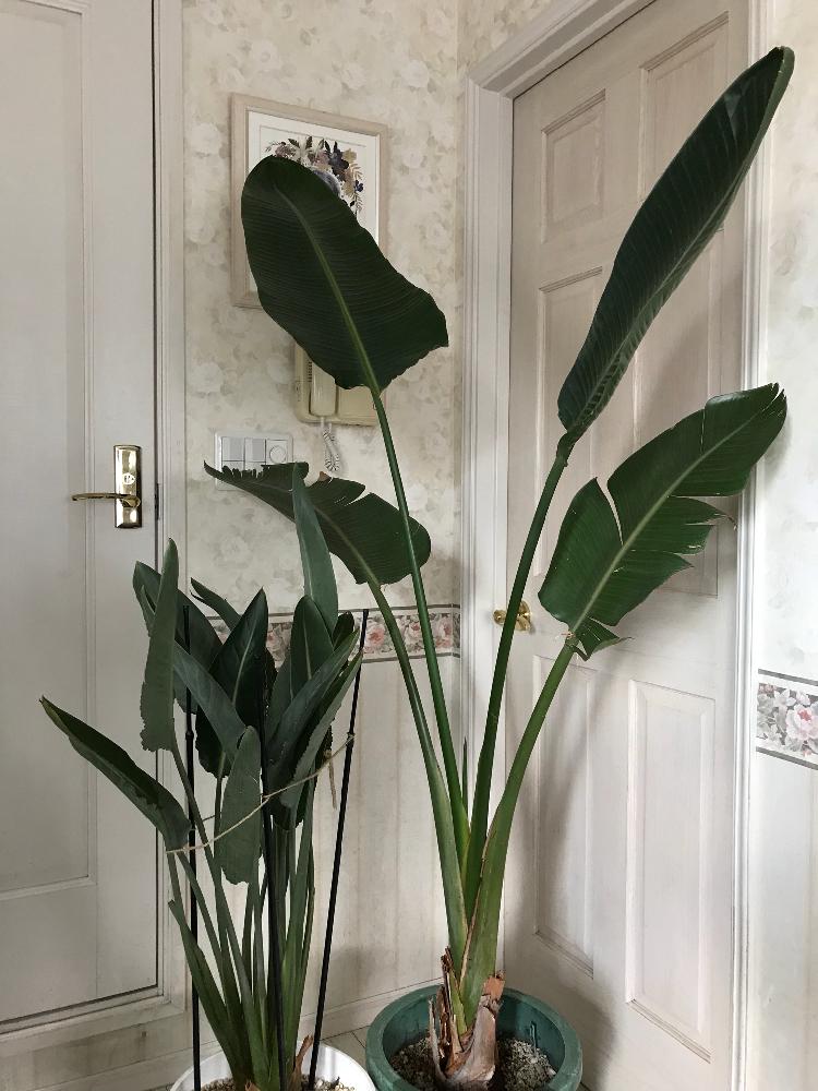 乾燥に弱いの投稿画像 By 松ぼっくりさん おおきな葉っぱと観葉植物と植物のある暮らしと寒さに弱いと葉脈と春が待ち遠しいとストレリチア オーガスタと寒さに負けるなと鉢植えとキレイな葉っぱとストレリチア 極楽鳥花 と新芽 18月2月4日 Greensnap グリーン