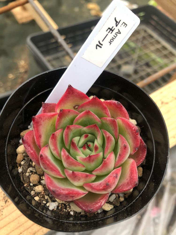 アモールの投稿画像 By Kiyomikioさん くまもと春の植木市と多肉植物とサボテン女子と植中毒とエケベリア属と多肉女子と多肉植物とサボテンとタニラー 18月2月4日 Greensnap グリーンスナップ