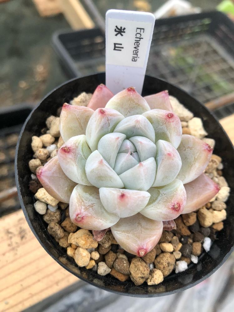 氷山の投稿画像 By Kiyomikioさん くまもと春の植木市と多肉植物とサボテン女子と植中毒とエケベリア属と多肉女子と多肉植物 とサボテンとタニラーと花のある暮らしと 白色植物 コンテスト 18月2月4日 Greensnap グリーンスナップ