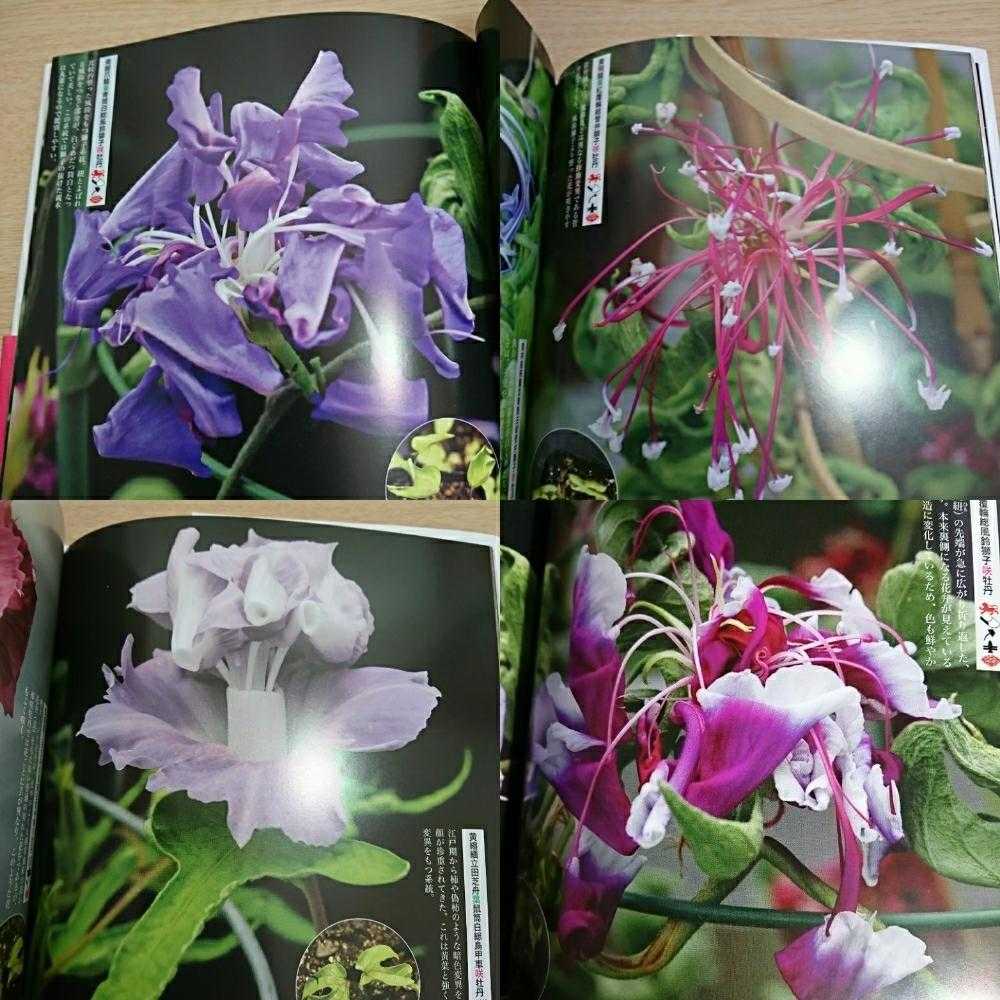 書籍紹介】変化朝顔図鑑｜🍀GreenSnap（グリーンスナップ）