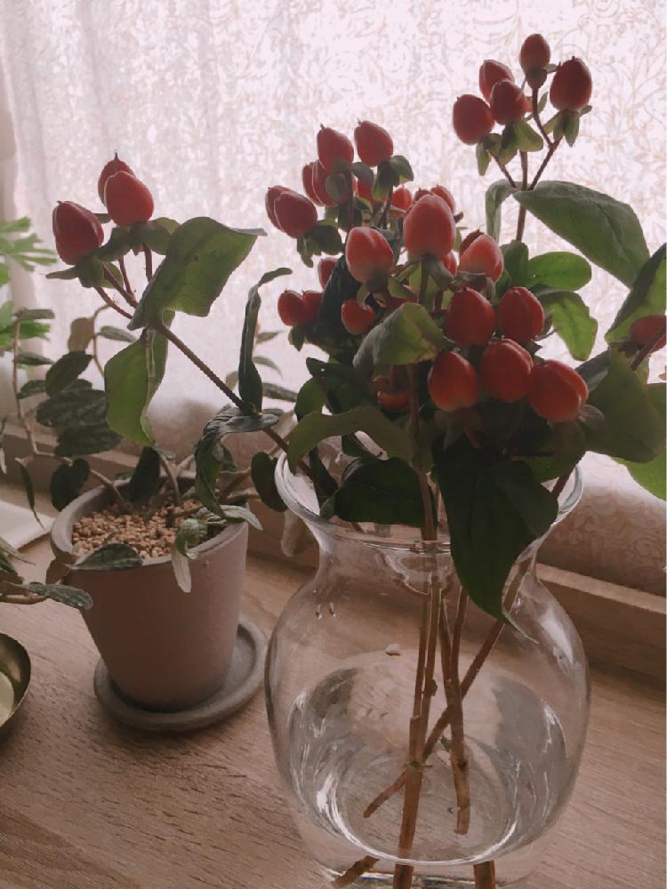 ヒペリカムの投稿画像 By Yohさん 花のある暮らしとインテリアと植物と生花と切り花 18月2月5日 Greensnap グリーンスナップ