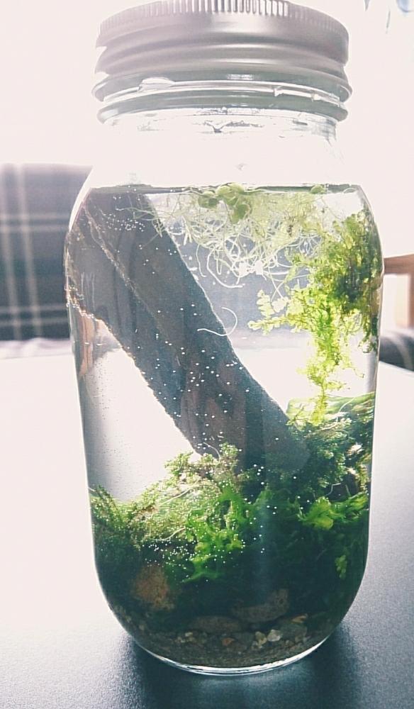 苔 コケ の投稿画像 By そぅそぅさん ボトルアクアリウムとコケ植物とコケラーとアクアリウムと部屋とゆるっと苔愛好会と苔 コケ と ボトルアクアリウムとコケ植物とコケラーとアクアリウムとゆるっと苔愛好会 18月2月5日 Greensnap グリーンスナップ
