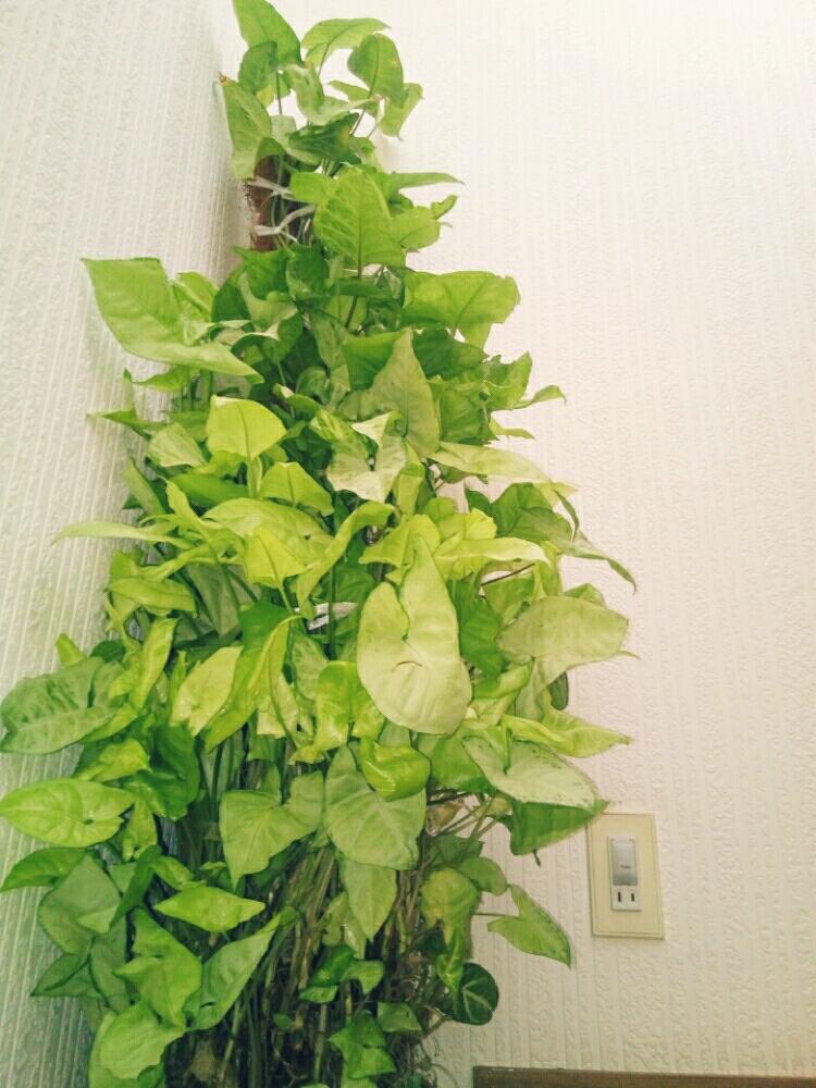 シンゴニウムの投稿画像 By モコモコ さん わが家の観葉植物 と観葉植物と大きい 18月2月5日 Greensnap グリーンスナップ