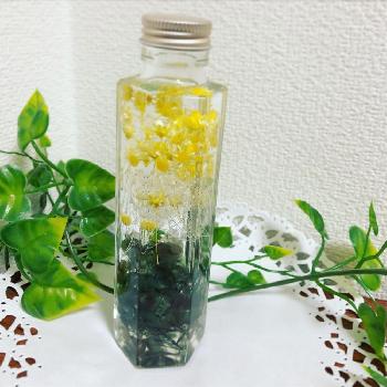 スターフラワー ドライフラワーの投稿画像一覧 Greensnap グリーンスナップ