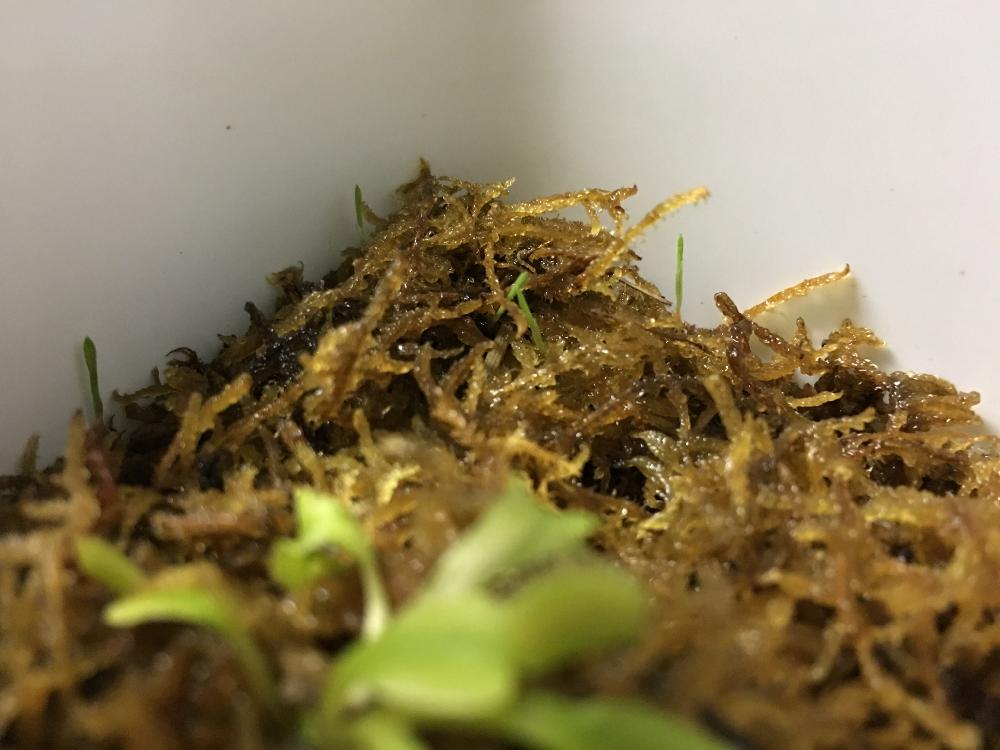 ハエトリソウの投稿画像 By りささん 謎の草と水苔からと相談と水苔と謎の植物 18月2月5日 Greensnap グリーンスナップ