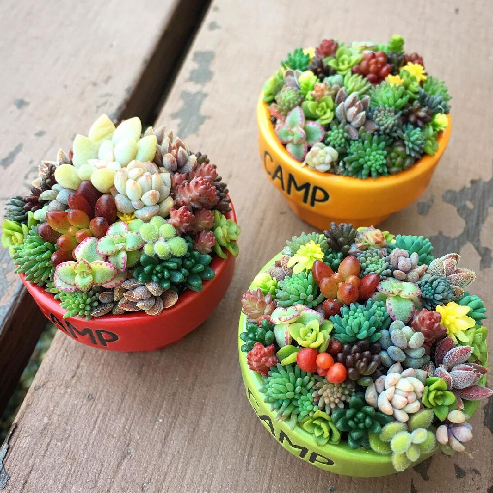 多肉植物の投稿画像 By みーにゃん さん たにくと多肉大好きと三重支部と寄せ植えと紅葉する多肉とgs映えと本日の多肉と美しいとタニラーとセリア の器と花のある暮らしと三重支部ｎｏ 23と多肉寄せ植えとちまちま寄せ 18月2月5日 Greensnap グリーンスナップ