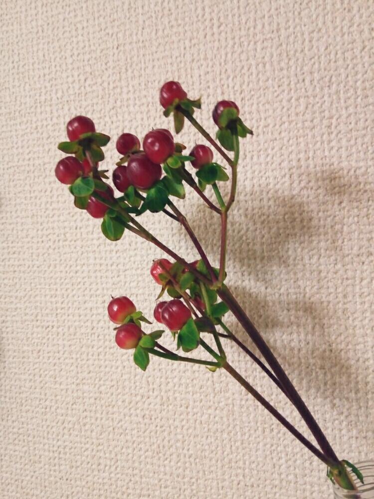 ヒペリカムの実の投稿画像 By もやまさん 癒やしと今日のお花と美しいと可愛いと花のある暮らしとかわいいとヒペリカム と真紅色と赤い実と切り花 18月2月6日 Greensnap グリーンスナップ