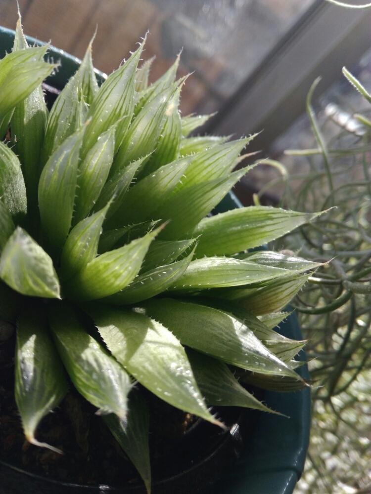 ウスネオイデスの投稿画像 By Neruさん ハオルチアとハオルチア 青雲の舞と多肉植物とエアプランツ チランジアと冬 越しとチランジア属とタニラーとジャングル化計画と成長記録とエアプランツとエアープランツ チランジア 18月2月6日 Greensnap グリーンスナップ