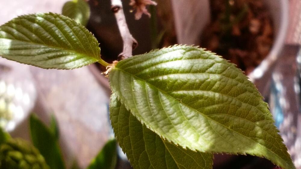 ケイオウザクラの投稿画像 By Moonさん 桜の葉と若葉と萌え萌えと春を待つと出た出た 18月2月6日 Greensnap グリーンスナップ