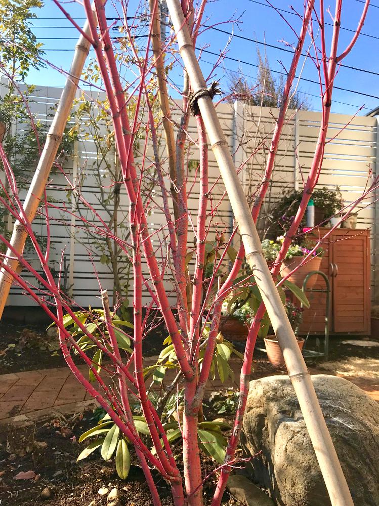 サンゴカクモミジの投稿画像 By みみゆさん 小さな庭とマイガーデンといい感じ とお気に入り とマイガーデンといい感じ とお気に入り 18月2月7日 Greensnap グリーンスナップ Greensnap グリーンスナップ