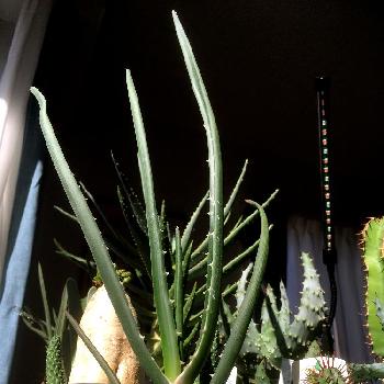 アロエ バイネシーの画像 by yuyaさん | 窓辺とアロエ バイネシーと植中毒と多肉植物と多肉初心者とアロエ科