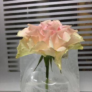 薔薇 エンジェルキスの投稿画像一覧 Greensnap グリーンスナップ