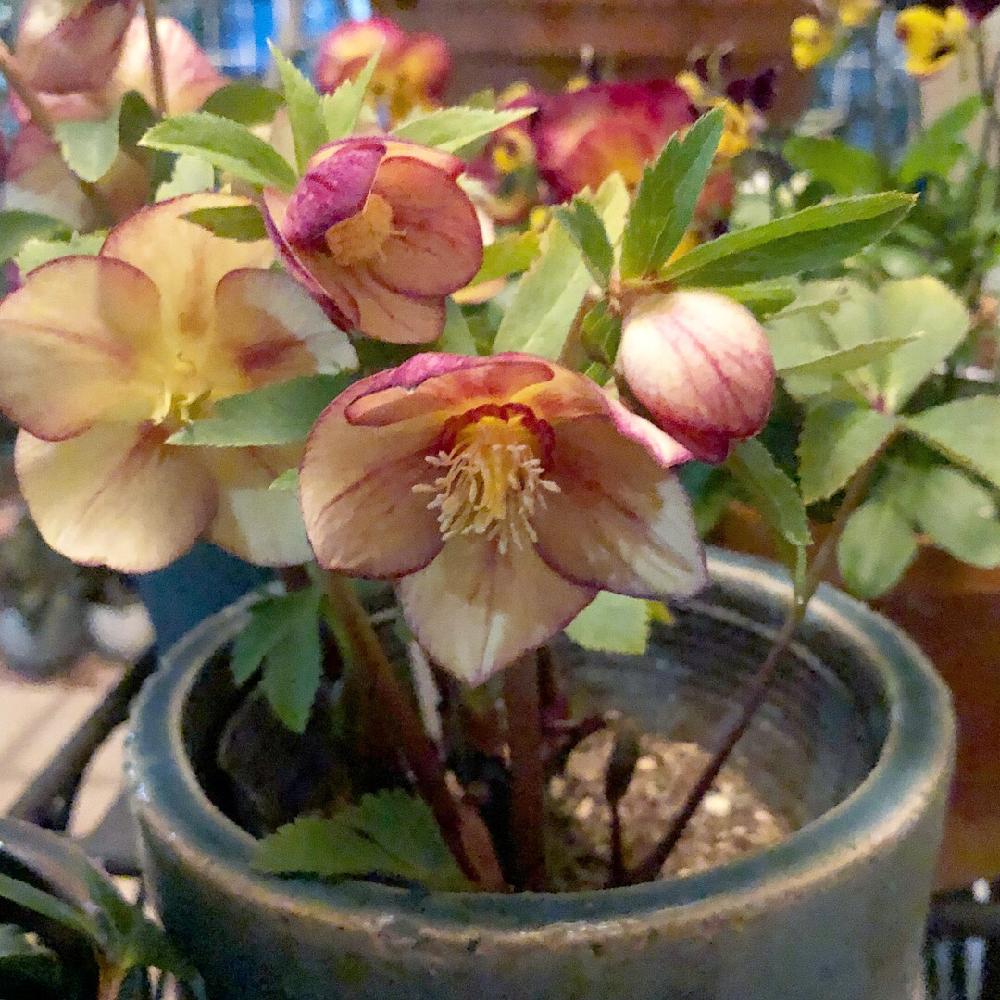 クリスマスローズの投稿画像 By はるひとさん ゴールドフラッシュネオンとクリスマスマスローズとクリロー 18月2月7日 Greensnap グリーンスナップ