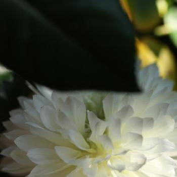 千重咲きの画像 by pabkaさん | 小さな庭とCamellia sasanqua、山茶花と千重咲きとツバキ科と『白色植物』コンテストと白い花と常緑中低木
