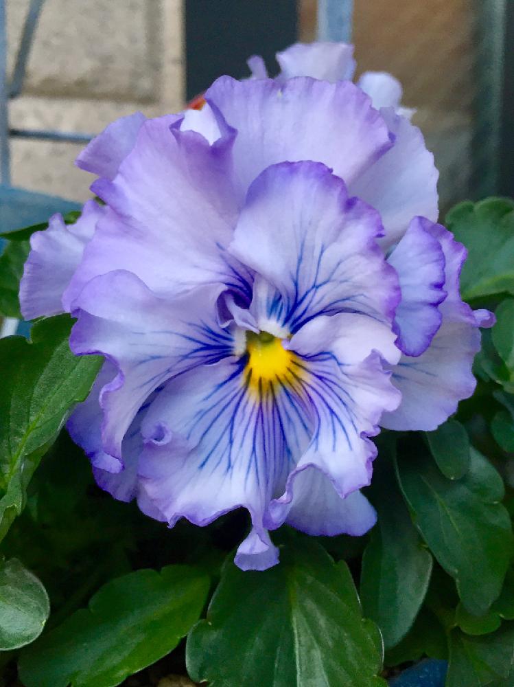 絵になるスミレ パルムの投稿画像 By ちゃんり さん 花のある暮らしと青い花マニア 18月2月8日 Greensnap グリーンスナップ