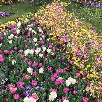 ライア エレガンスの投稿画像一覧 Greensnap グリーンスナップ