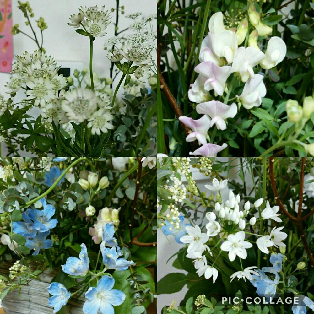 アリウム コワニーの投稿画像 By 春イチゴさん デルフィニウムとアストランティアと好きな花と好きな色と青い花と今日の１枚と緑のある暮らしとアレンジと花 のある暮らしと白い花と宿根スイートピーと部屋と好きな花と好きな色と青い花と今日の１枚と緑のある暮らしと