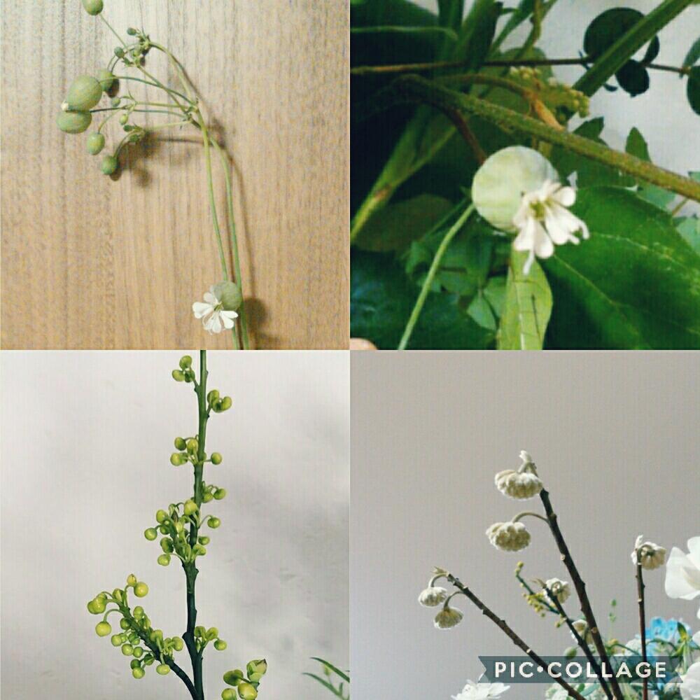 最新青文字 植物 最高の花の画像