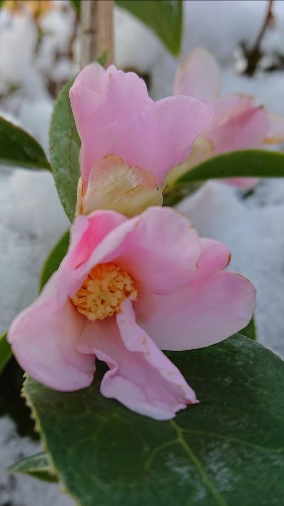 数寄屋侘助の投稿画像 By Miccoさん 侘助とツバキとピンクの花と花のある暮らしとお気に入り 18月2月9日 Greensnap グリーンスナップ