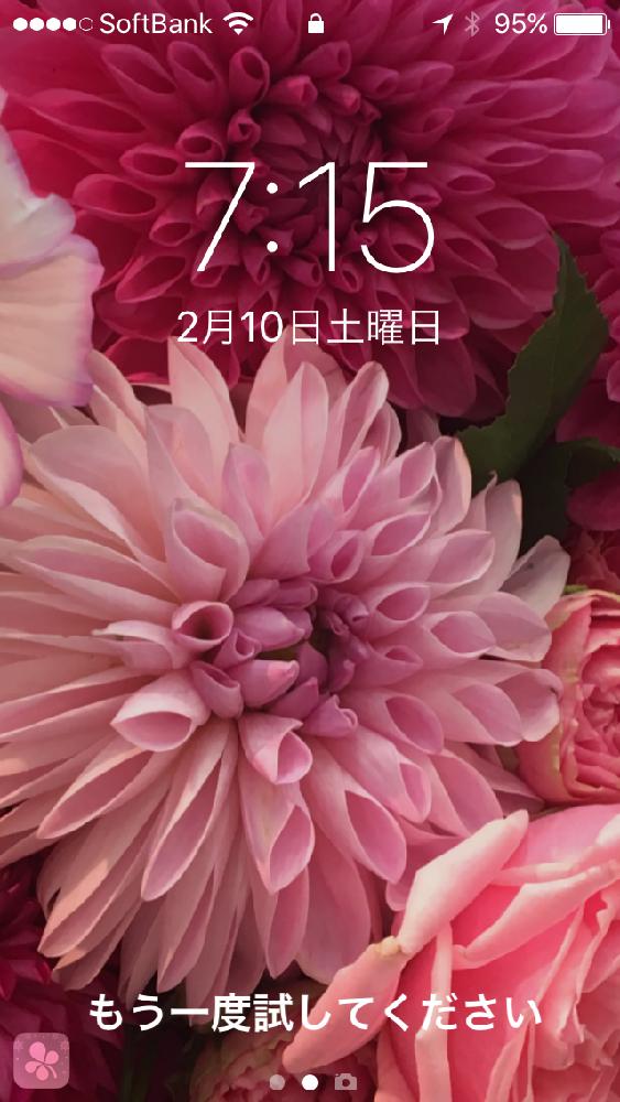 ダリアの投稿画像 By ミセス水玉さん ピンク同好会と癒やされるとピンクの花とグラデーションと壁紙祭り 18月2月10日 Greensnap グリーンスナップ