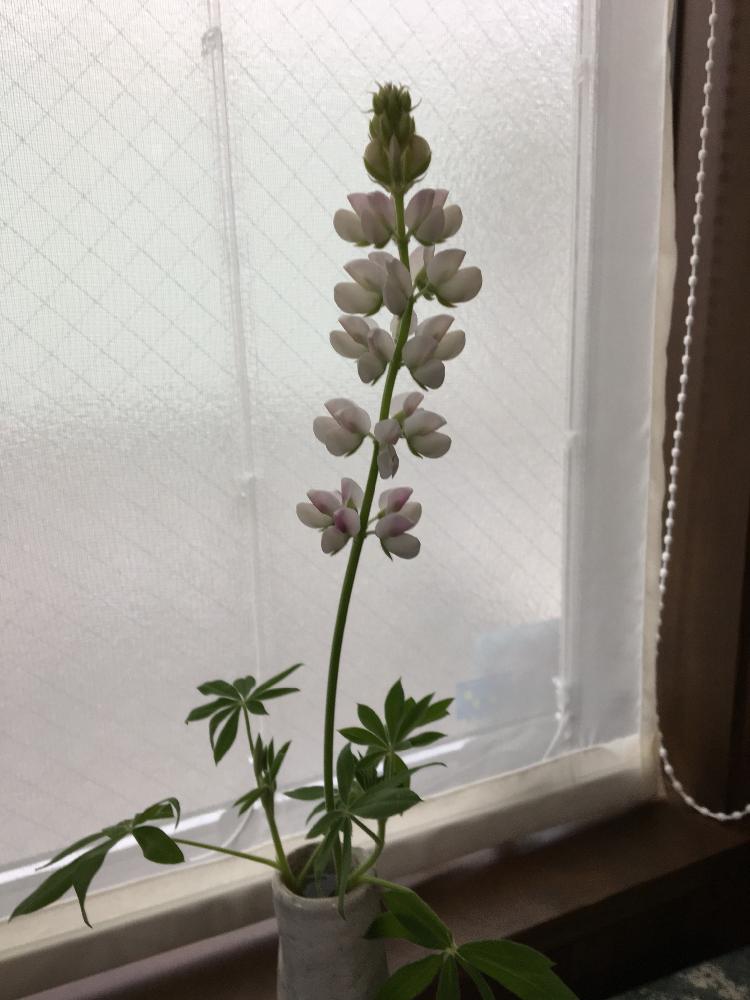 ルピナスの投稿画像 By セナママさん 18月2月10日 Greensnap グリーンスナップ