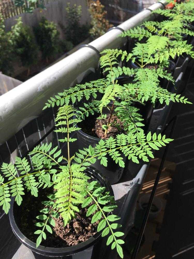 ジャカランダ日記 1 Greensnap グリーンスナップ