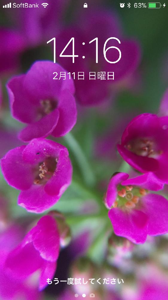 花のある暮らしの投稿画像 By みやさん 寒さに負けないと壁紙祭り 18月2月11日 Greensnap グリーンスナップ