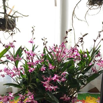 デンドロ レッドスプラッシュの投稿画像一覧 Greensnap グリーンスナップ