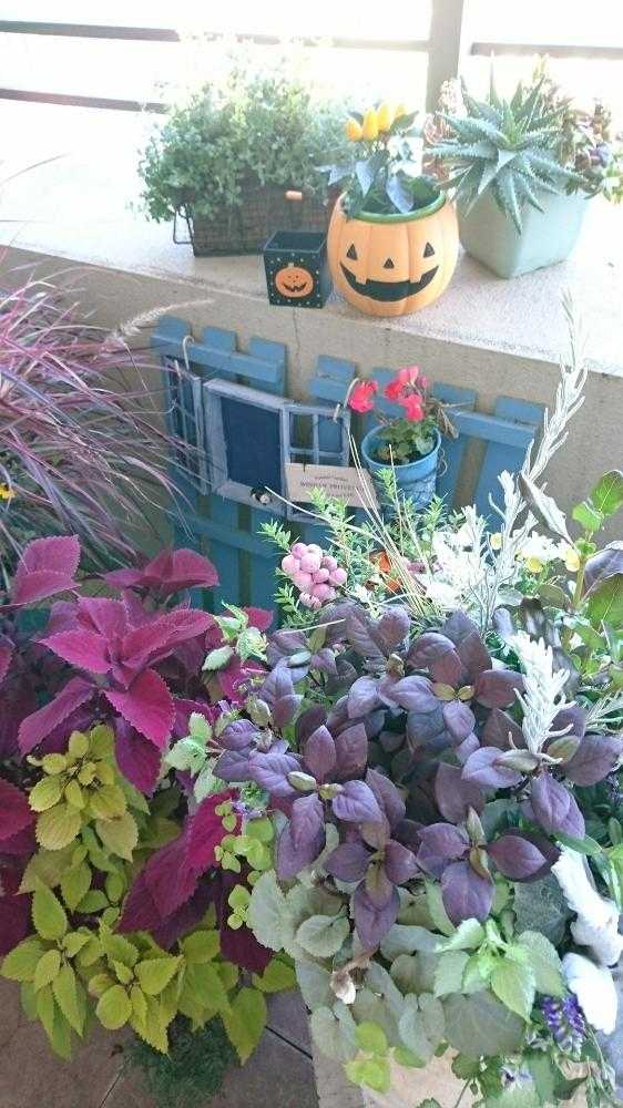 ギャザリングの解体と救出作戦 Greensnap グリーンスナップ