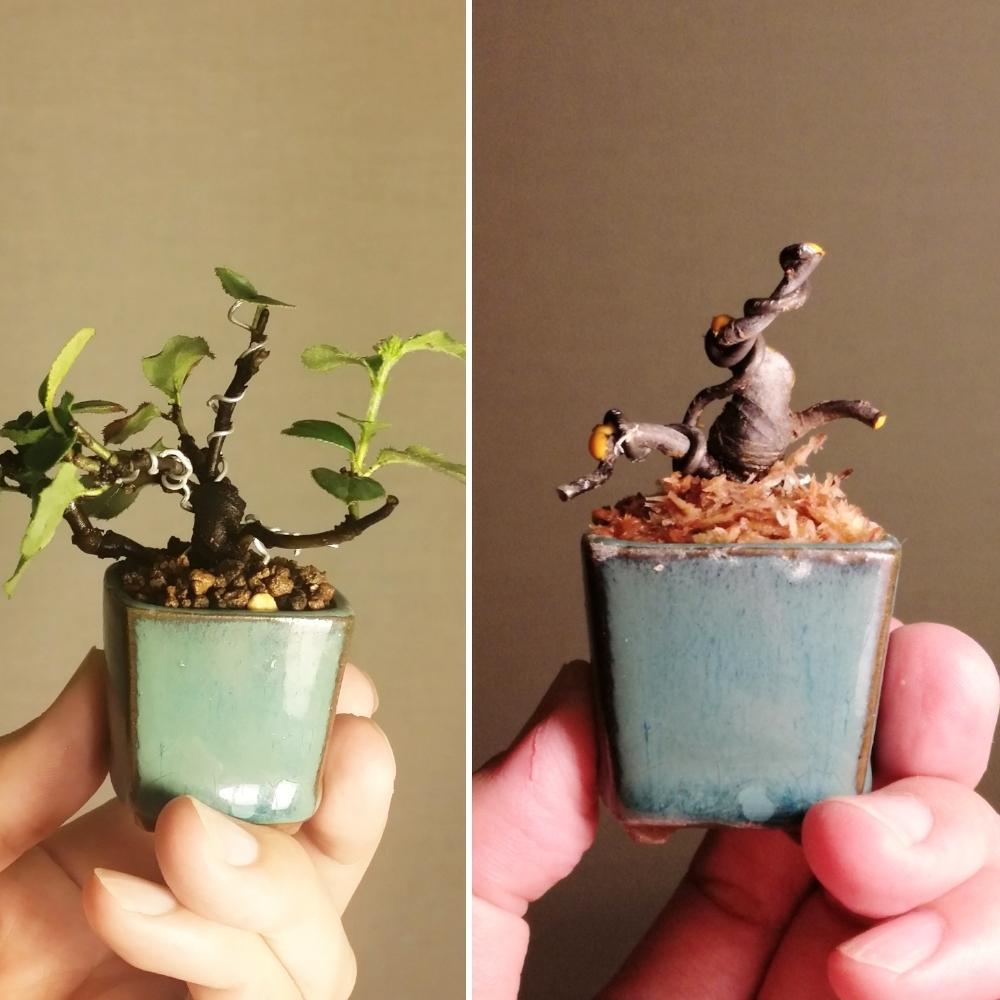 カリンの投稿画像 By Fujimaxさん 盆栽と小品盆栽と植え替えと針金とビフォーアフター 18月2月12日 Greensnap グリーンスナップ